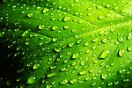 水珠
