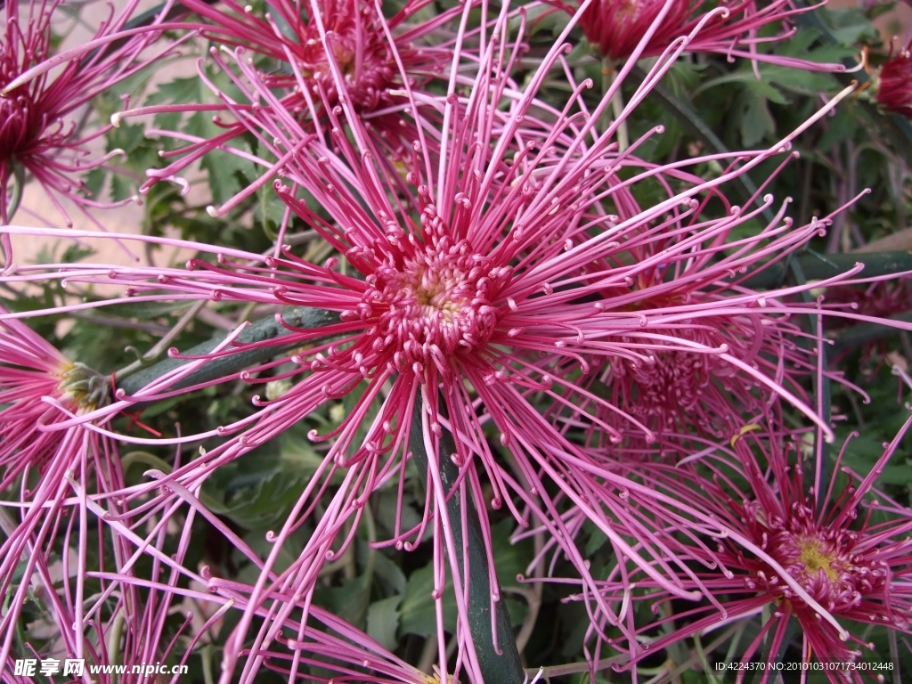 菊花