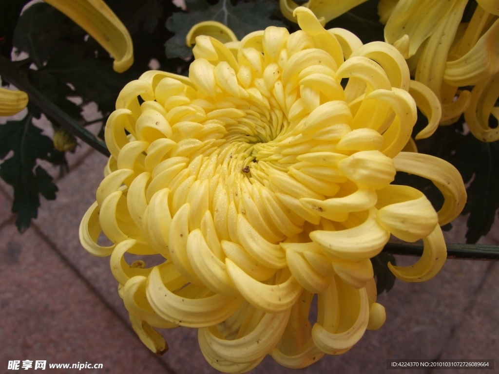 菊花