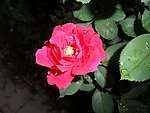 月季花 红花 画 素材