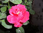 月季花