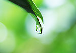 水珠和绿叶