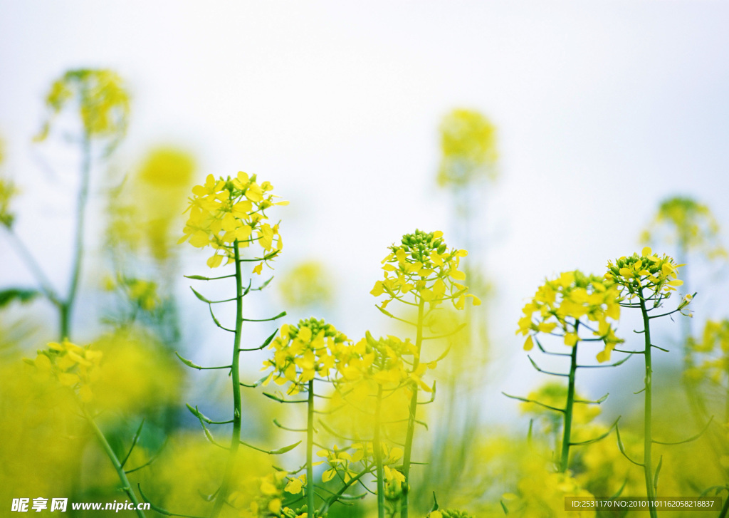 油菜花