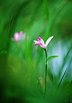 兰花