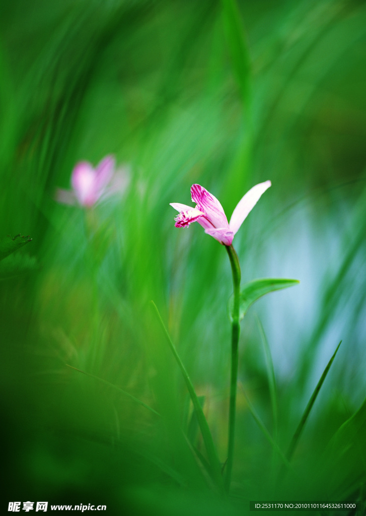 兰花