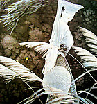 春暖花开