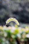 高清晰静物小草