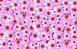 桃花花瓣连续版图