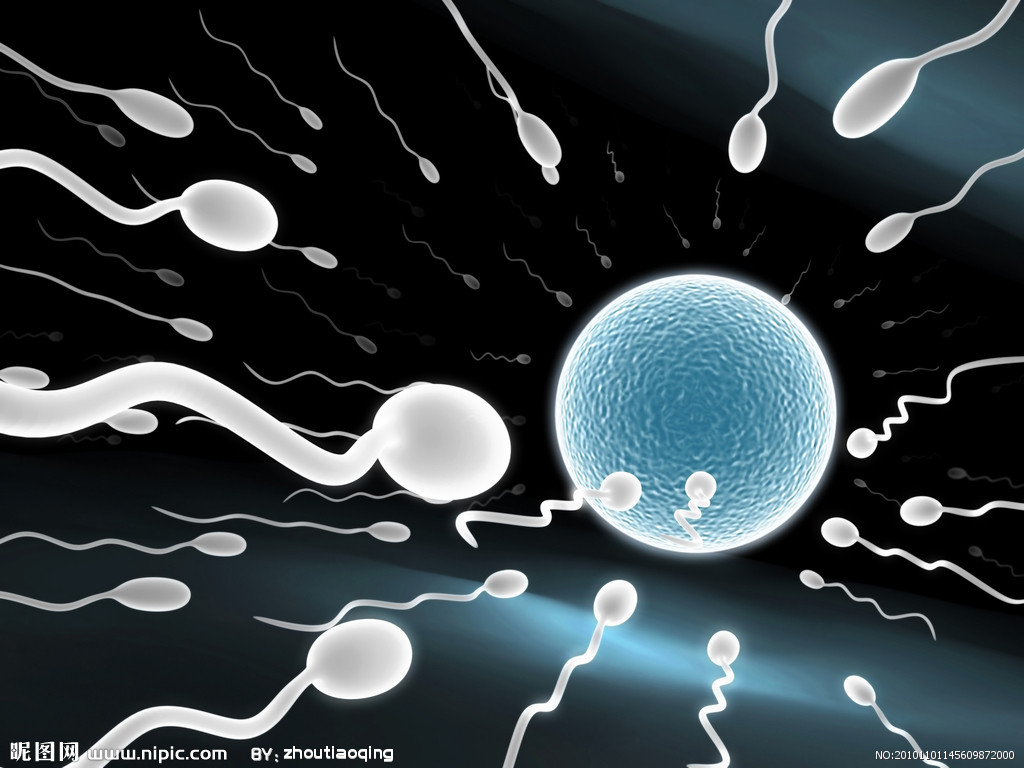 精子，漂浮到胚珠照片摄影图片_ID:302723066-Veer图库