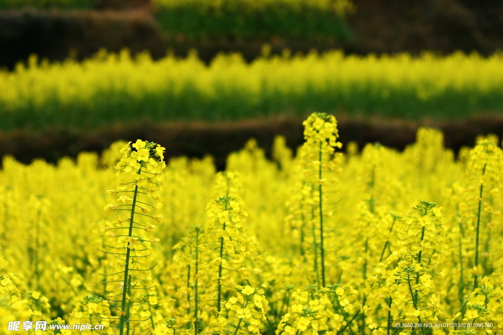 婺源油菜花