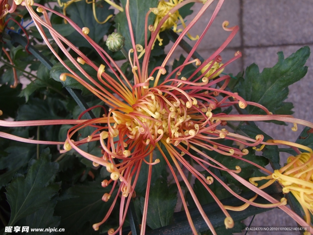 菊花