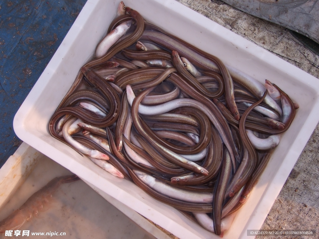 3000尾鳗鱼“准妈妈”们从上海回归大海，科学家们将跟踪她们养育宝宝的全过程