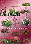 花草类高质量素材PSD分层素材