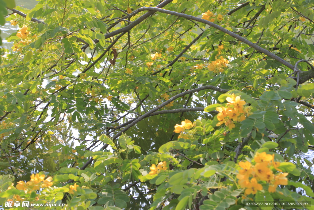 槐花