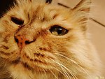 猫咪