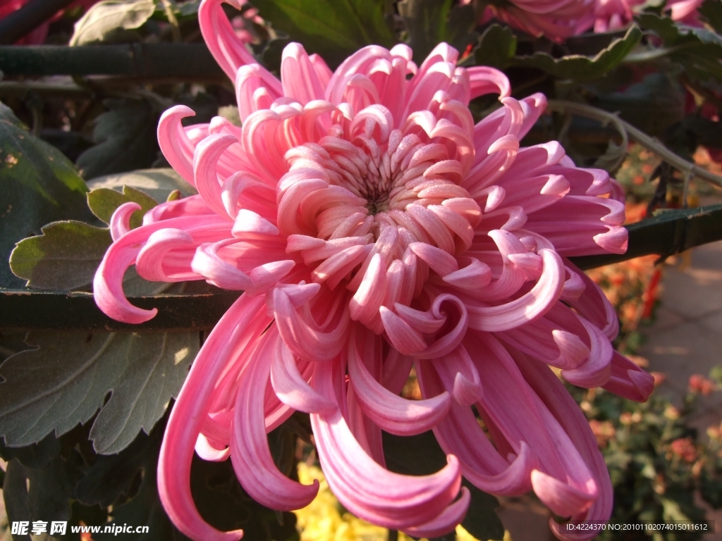 菊花