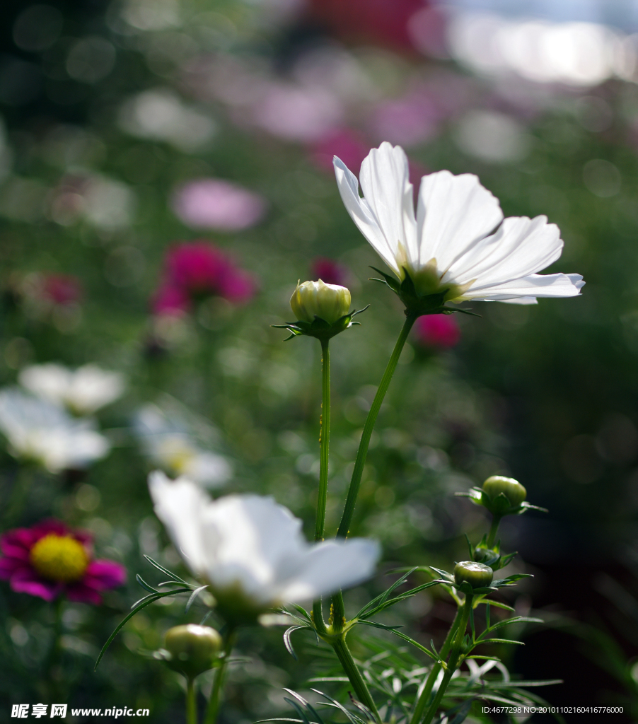波斯菊