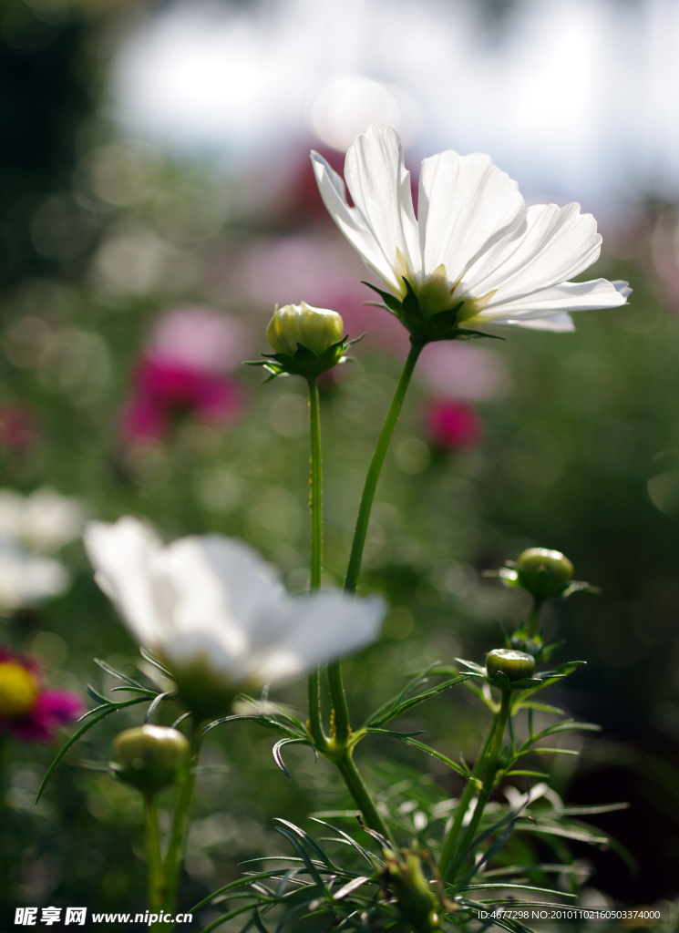 波斯菊