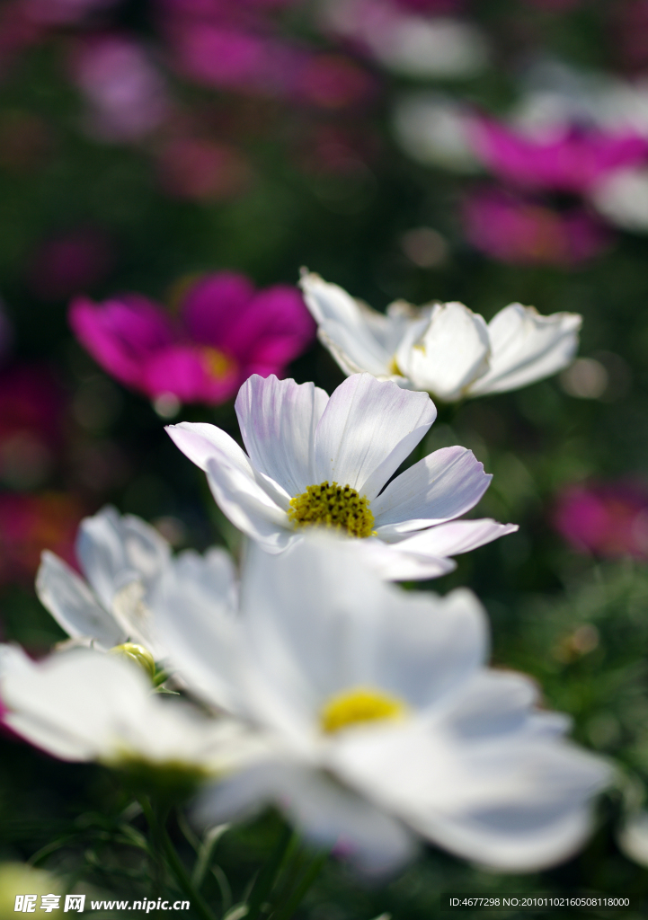 波斯菊
