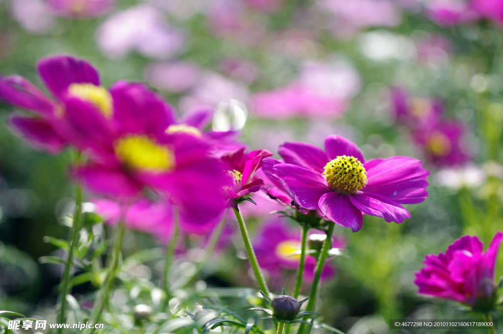 波斯菊