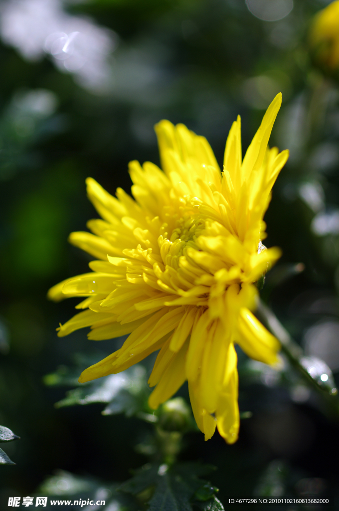 菊花