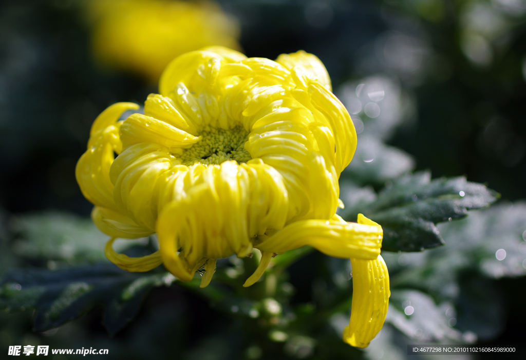 菊花