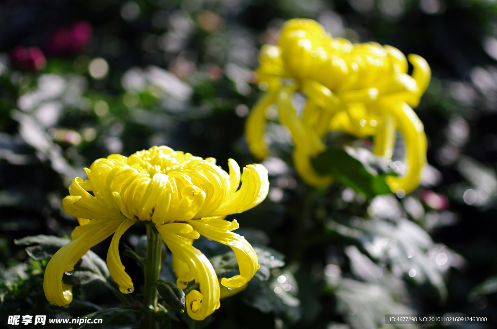 菊花