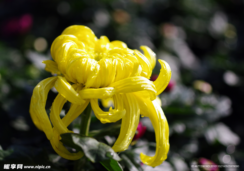 菊花