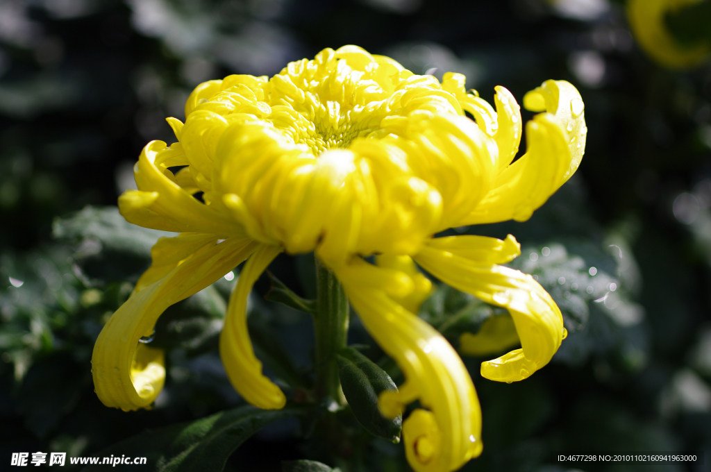 菊花