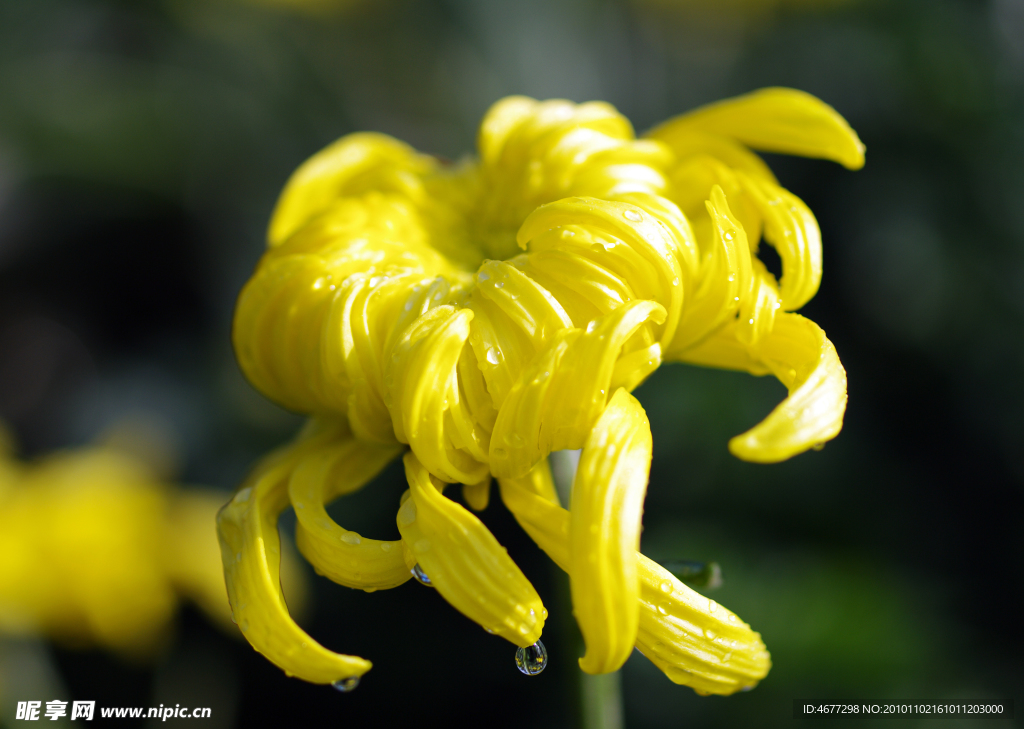 菊花