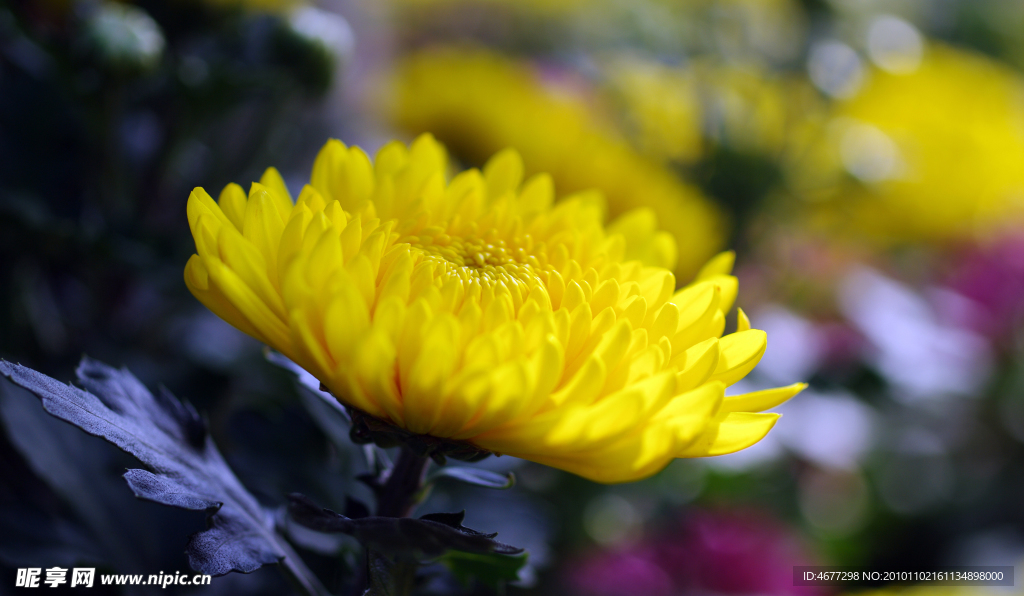 菊花