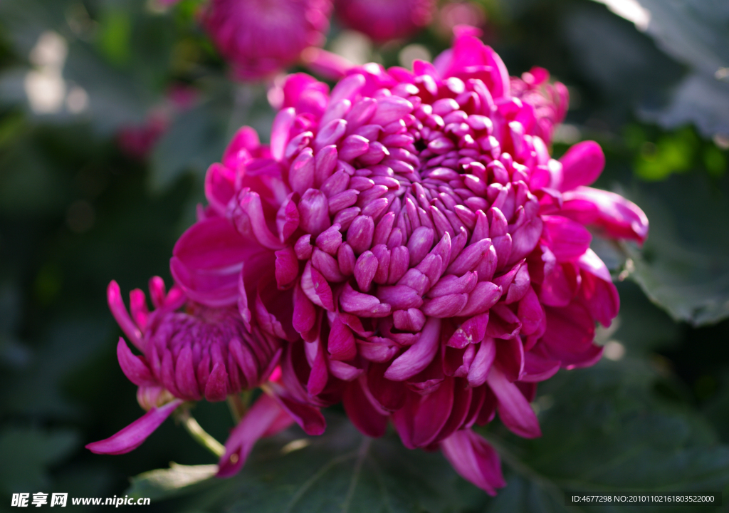 菊花