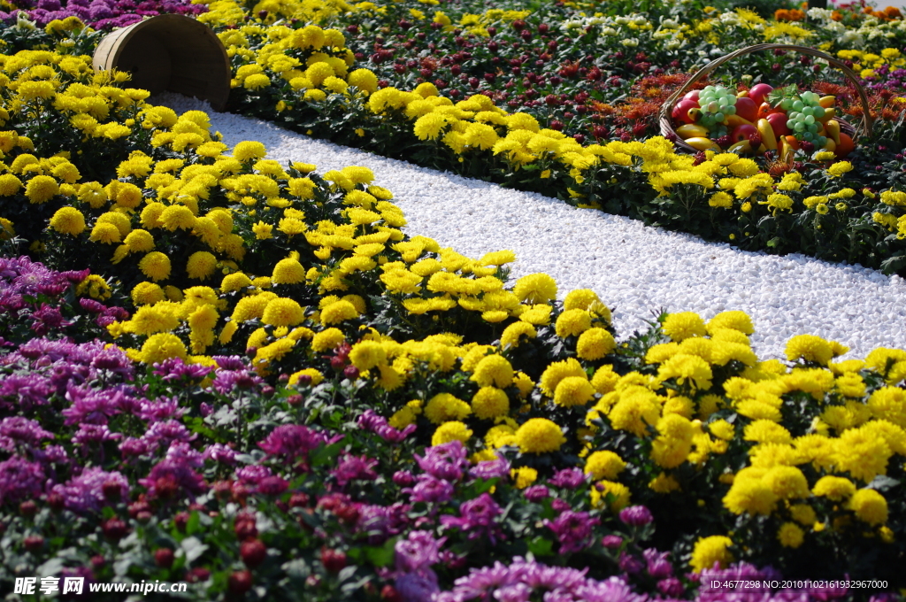 菊花