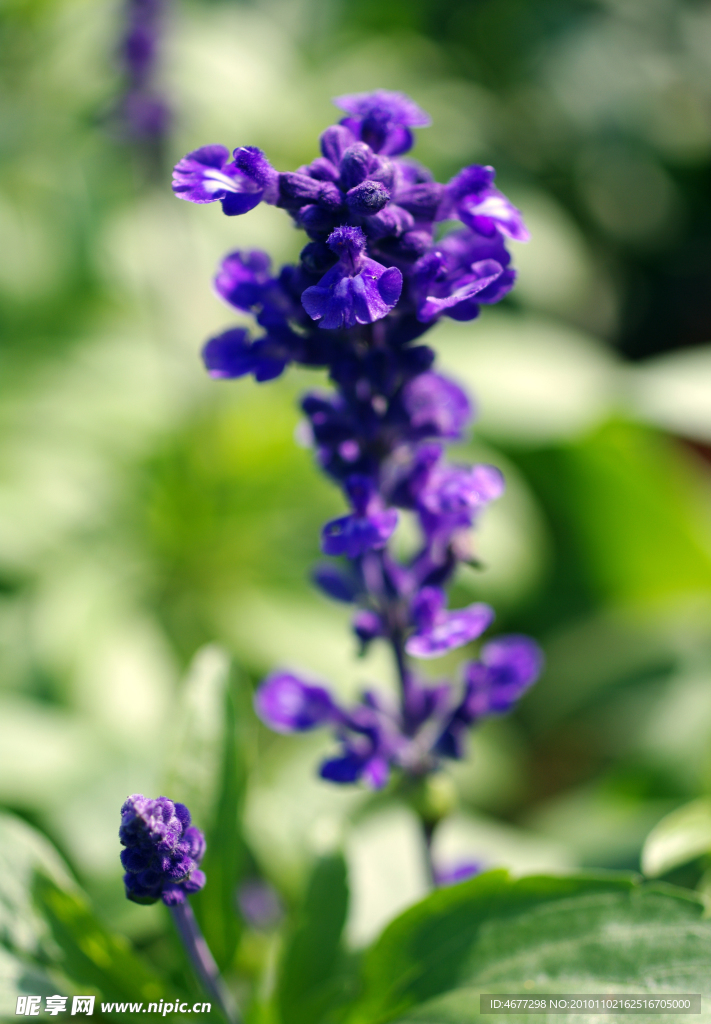 蓝花鼠尾草