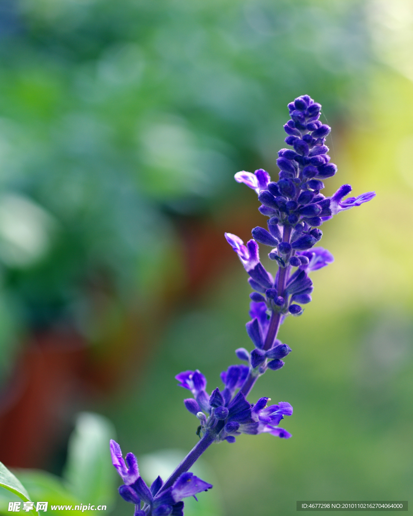蓝花鼠尾草