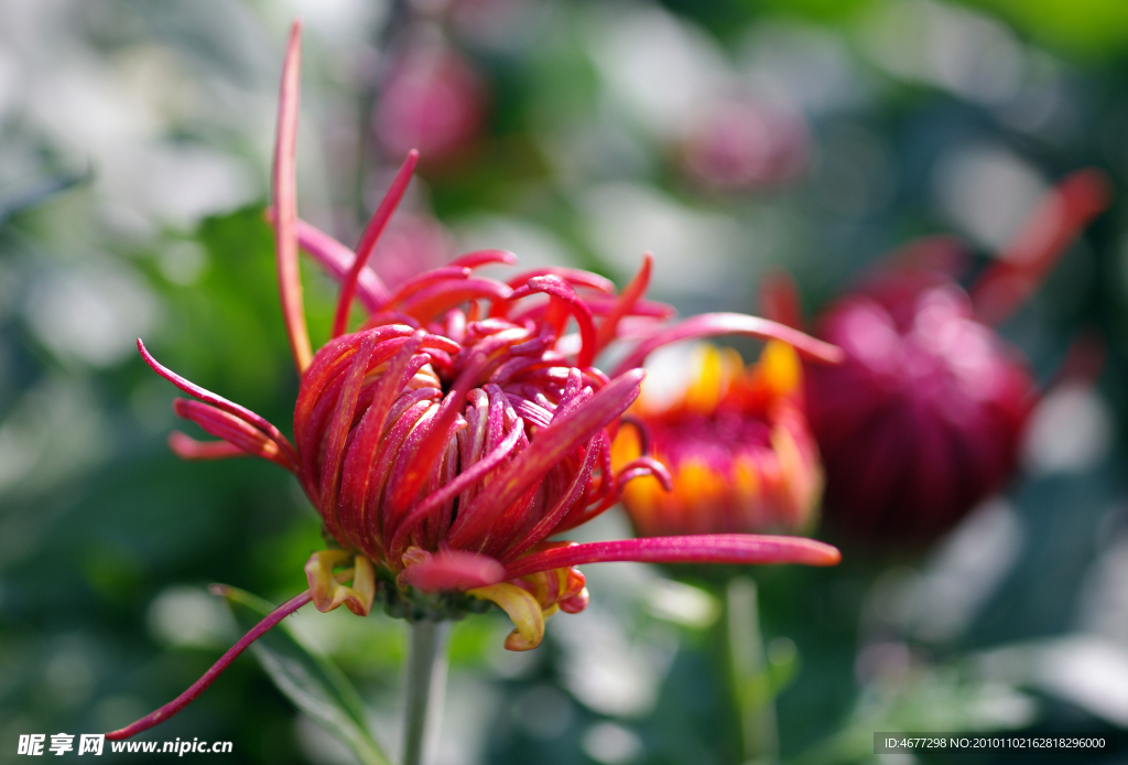 菊花
