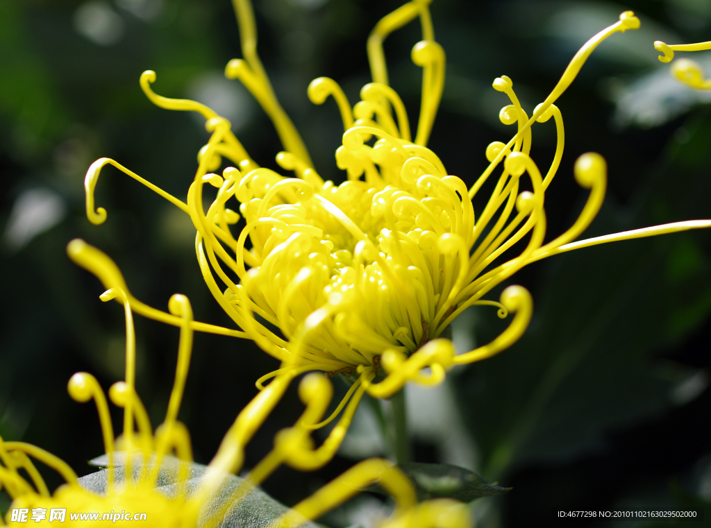 菊花
