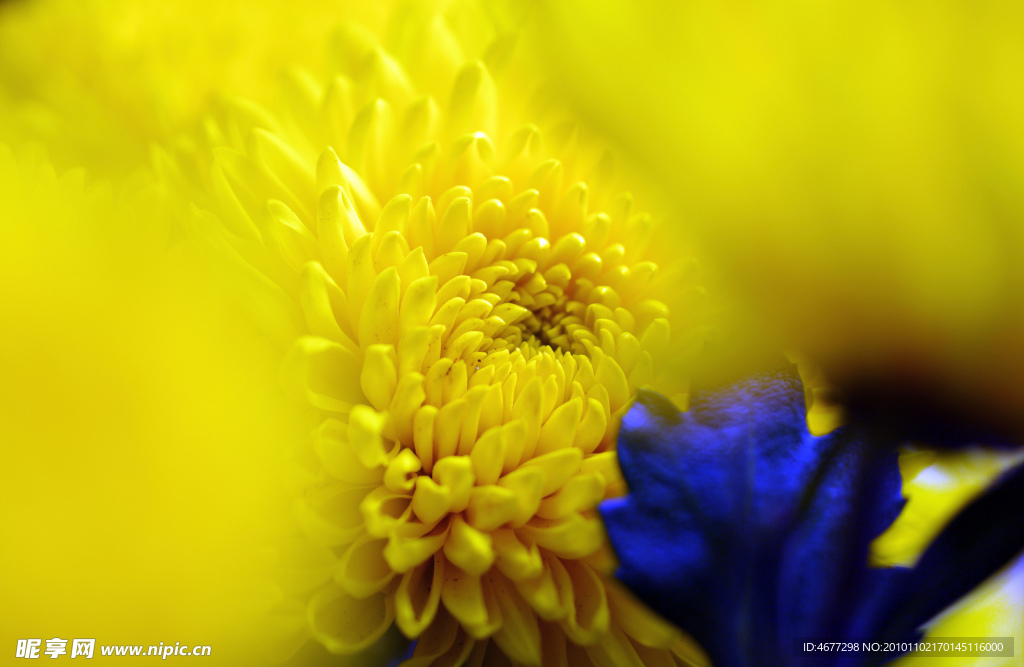 菊花