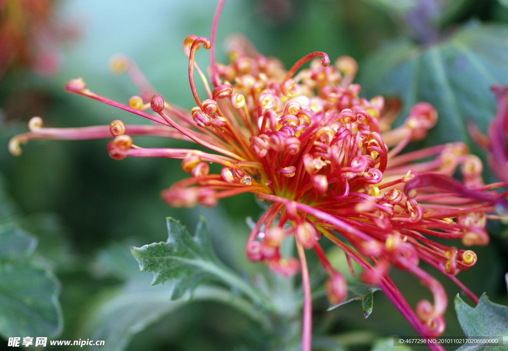 菊花