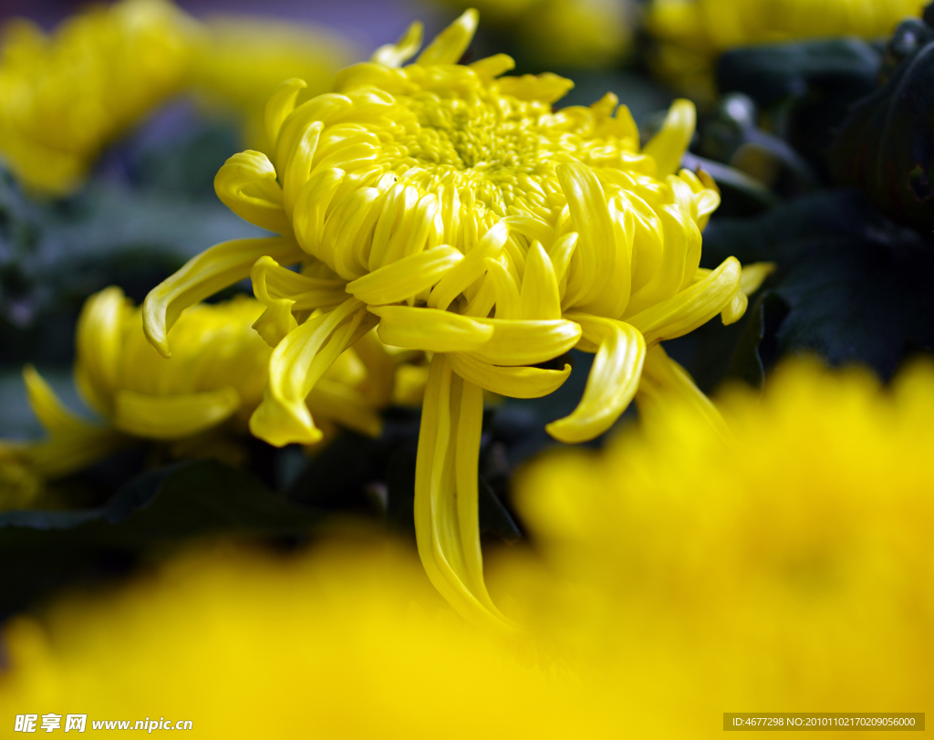 菊花