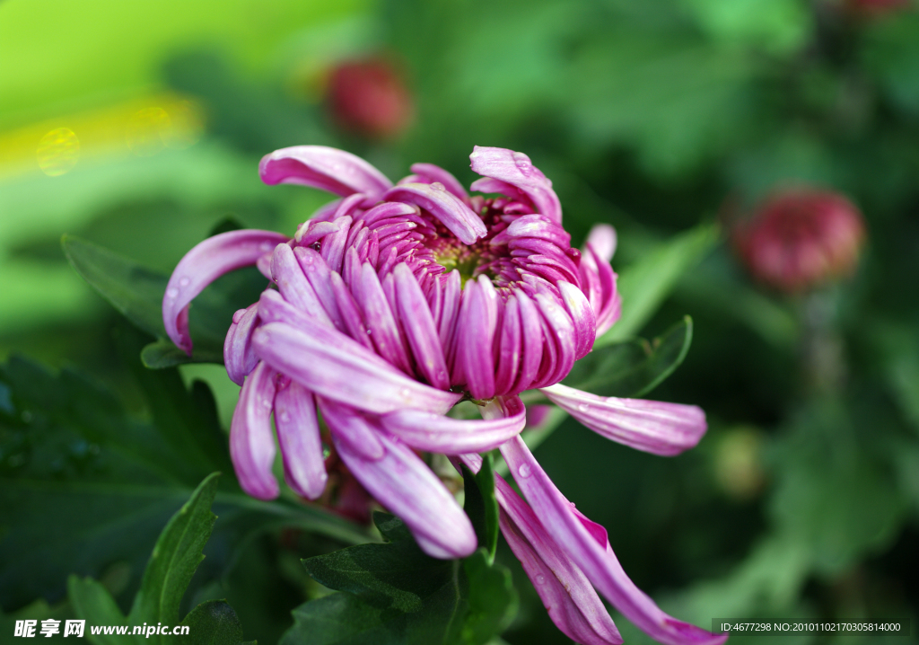 菊花