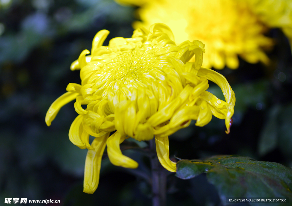 菊花