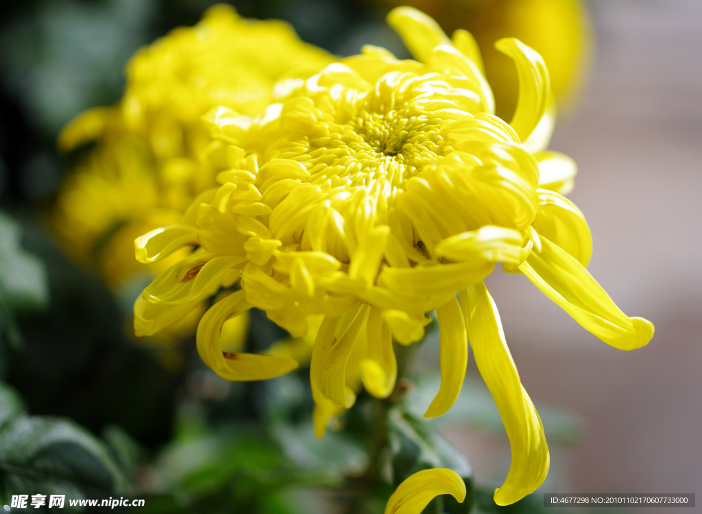 菊花