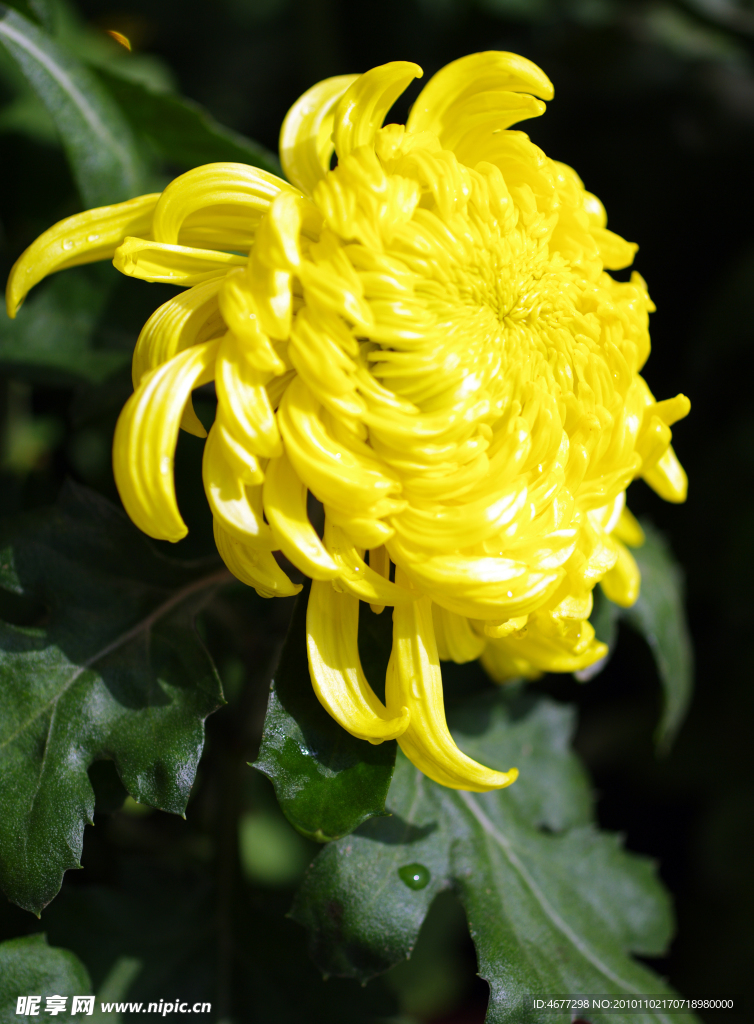 菊花