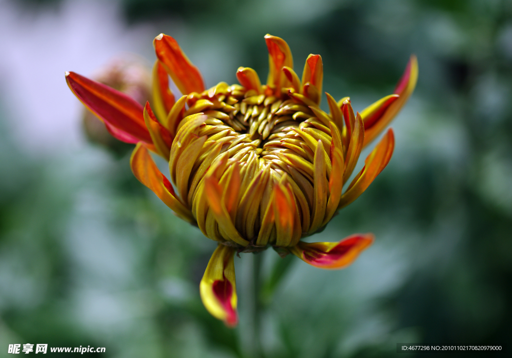 菊花