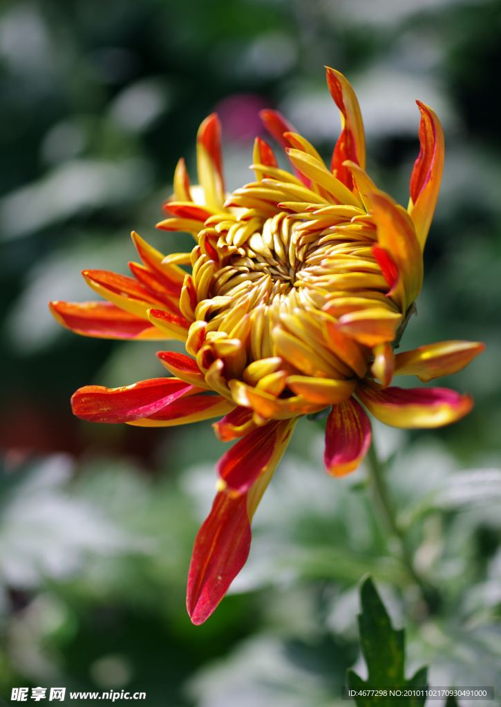 菊花