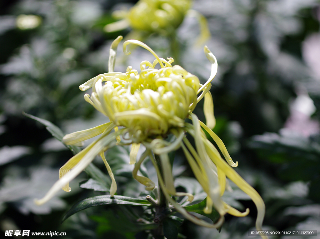 菊花