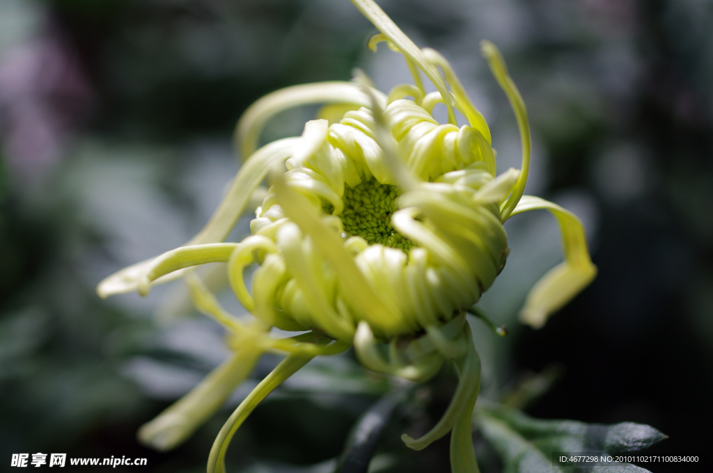 菊花