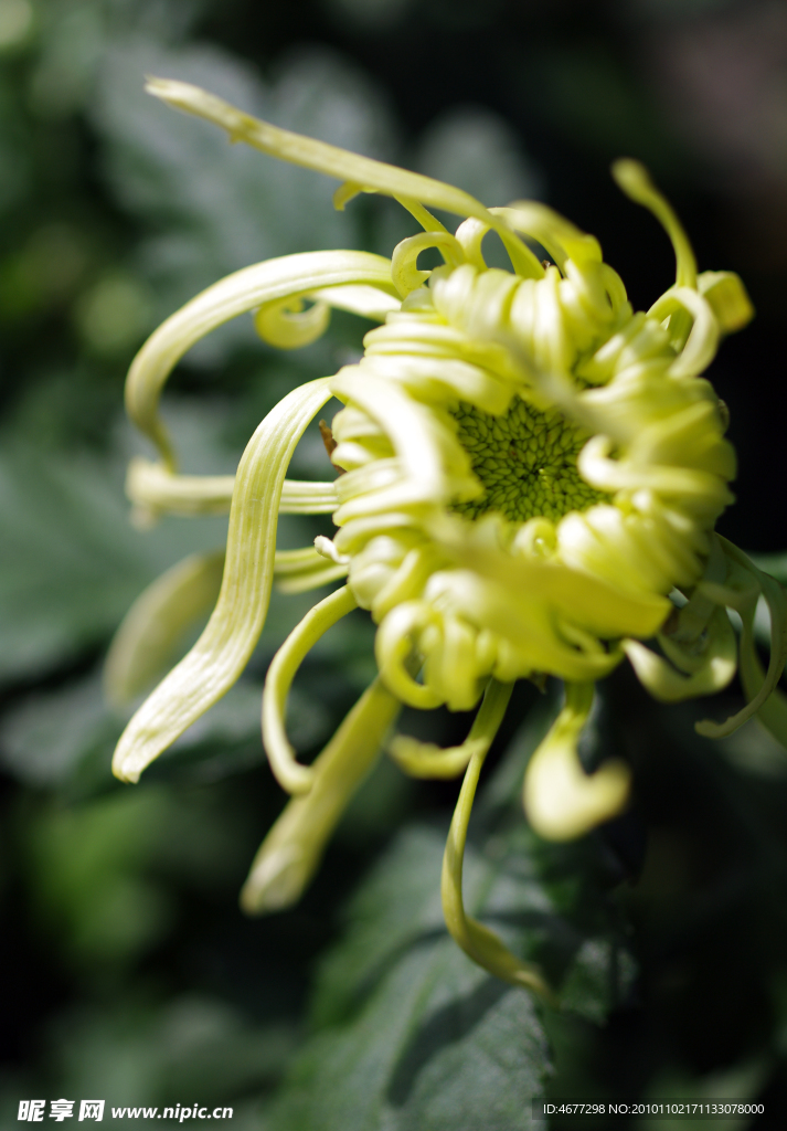 菊花