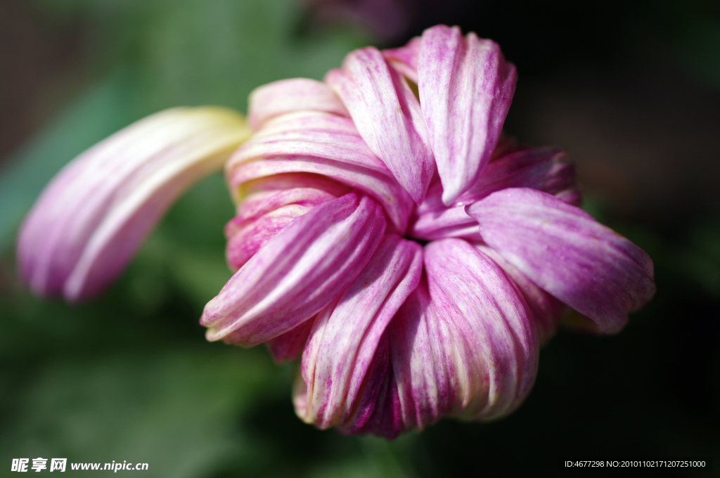 菊花